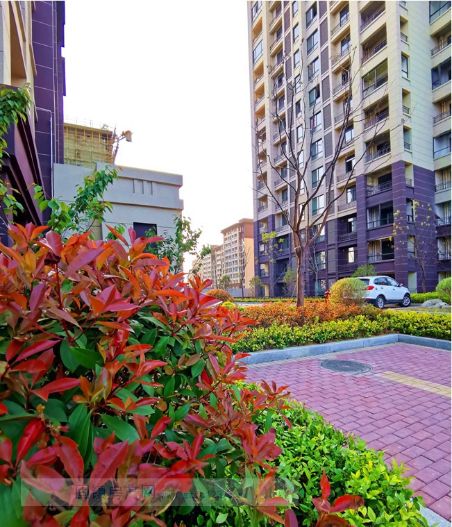实景图